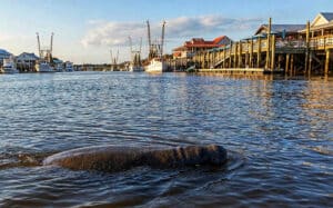 A group of friends laughing and using a pink "Flambongan" beer bong during a party boat cruise in Charleston Harbor.